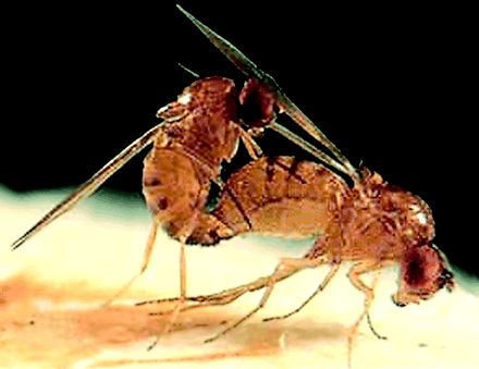 copula_Drosophila