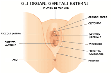 Vagina - organi genitali esterni